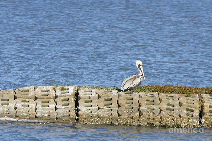 Grey pelican Photograph by Karen Foley