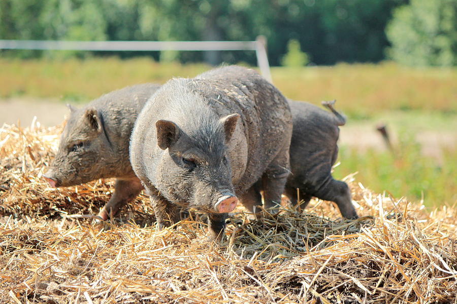 Grey pigs Photograph by Elenarts - Elena Duvernay photo