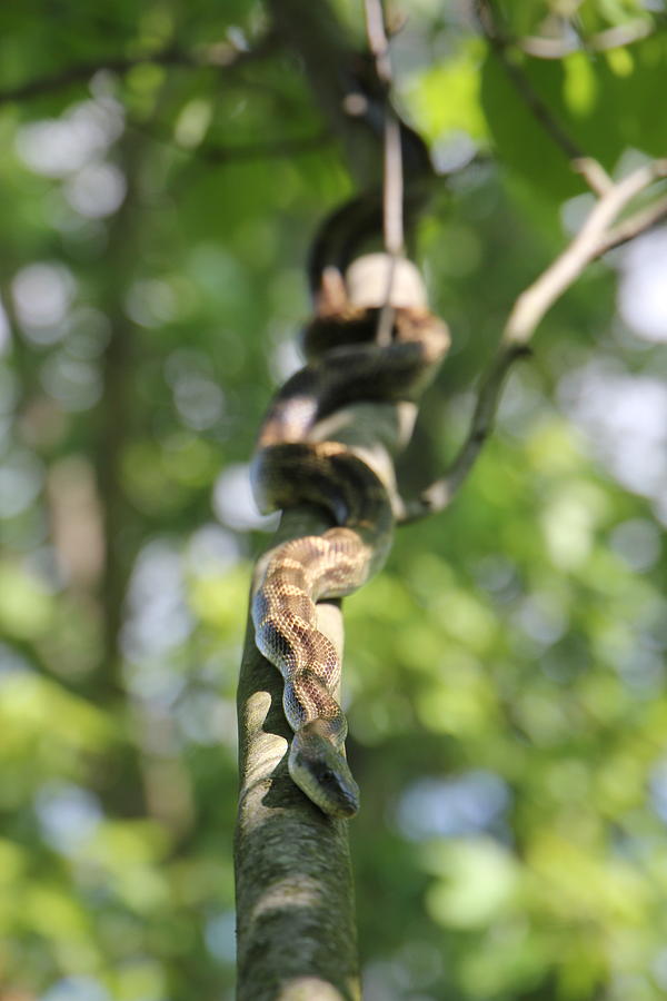 Snake Photograph - Grey Rat Snake in the Redbud Tree by Ericamaxine Price