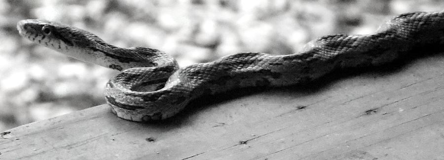 Grey Rat Snake Photograph by Julie Pappas