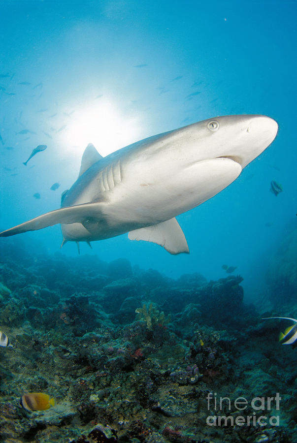 Grey Reef Shark Photograph by Dave Fleetham - Printscapes