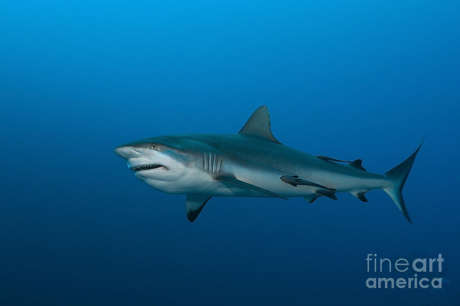 Grey Reef Shark Photograph by Reinhard Dirscherl