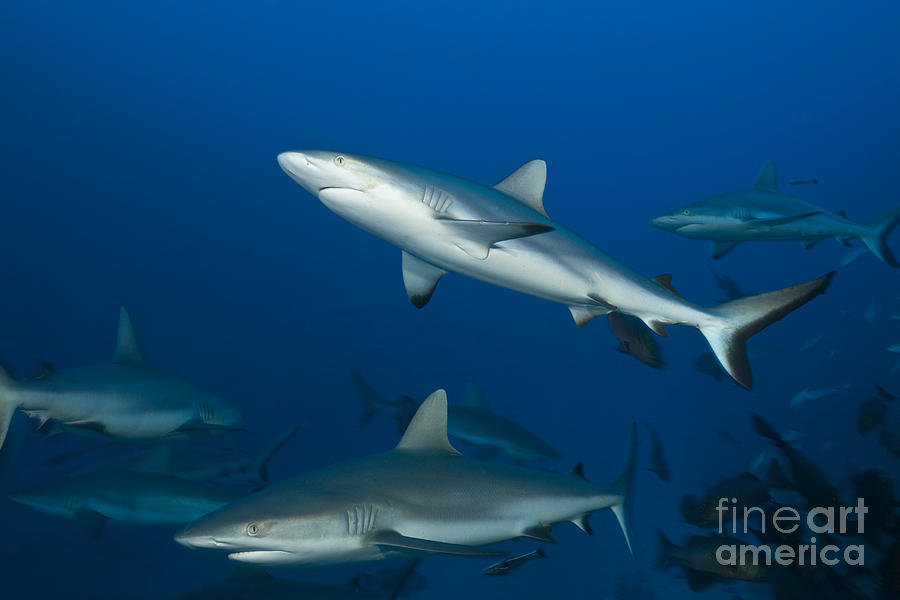 Grey Reef Sharks Photograph by Reinhard Dirscherl