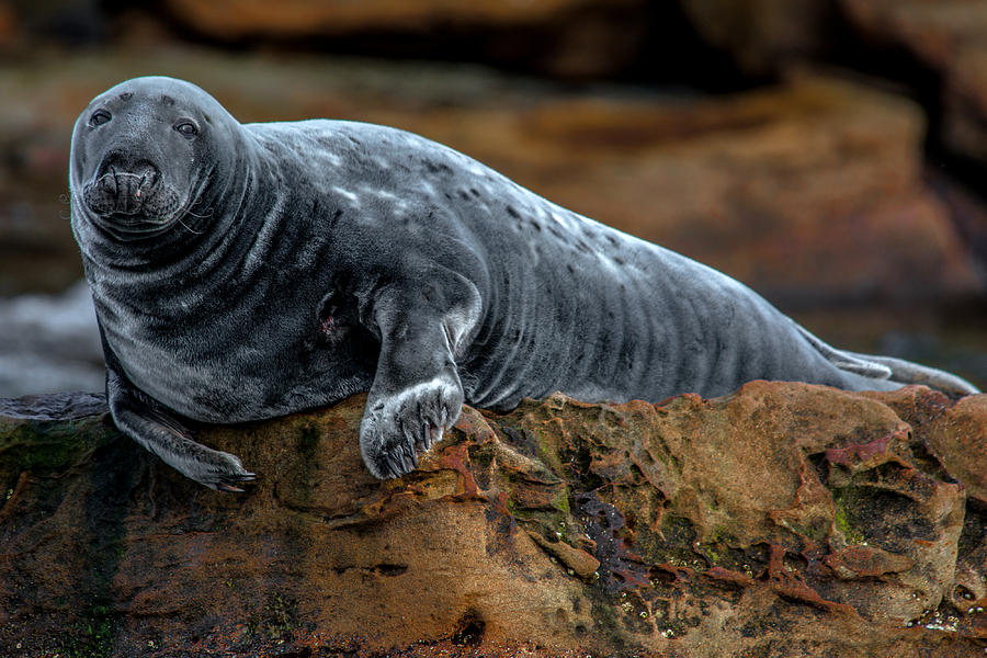 Grey Seal Photograph by Patrick Boening