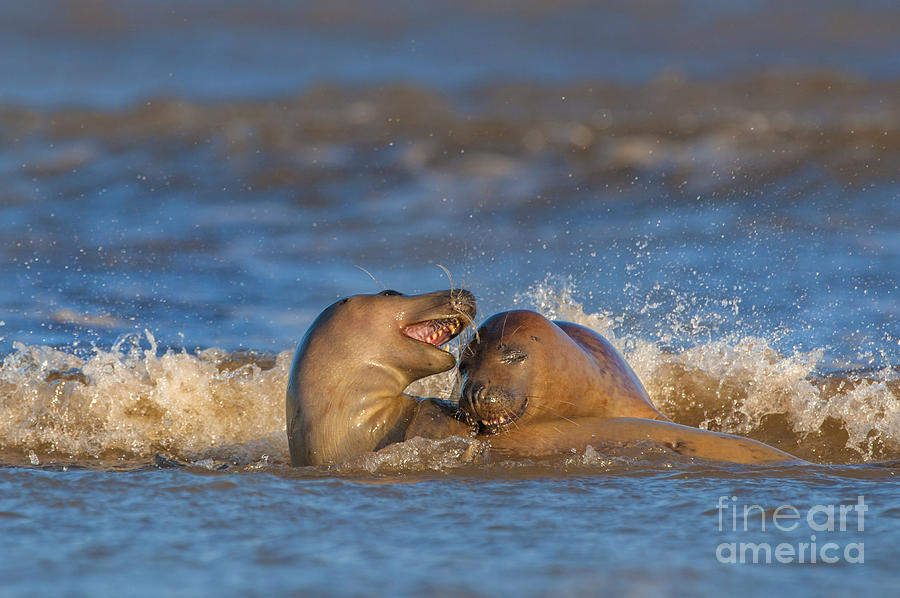 Grey Seals Playing Photograph by Des Ong FLPA