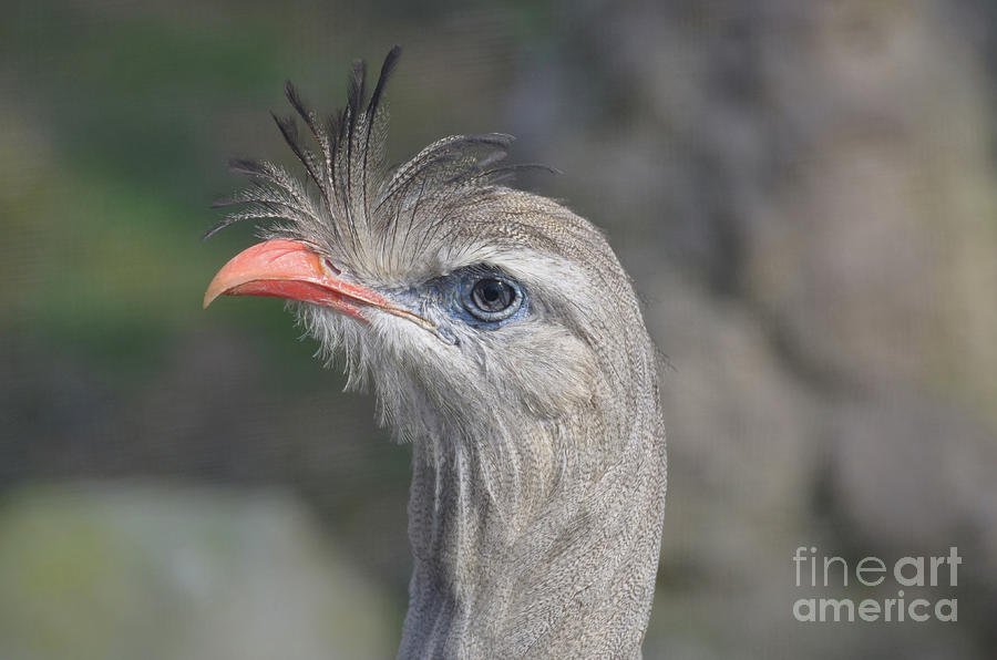 Grey Seriema Bird with an Orange Beak Profile Photograph by DejaVu Designs