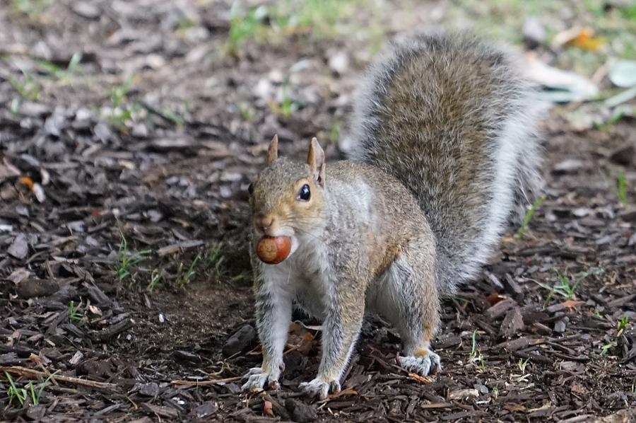Grey Squirrel Photograph by Brooke Bowdren