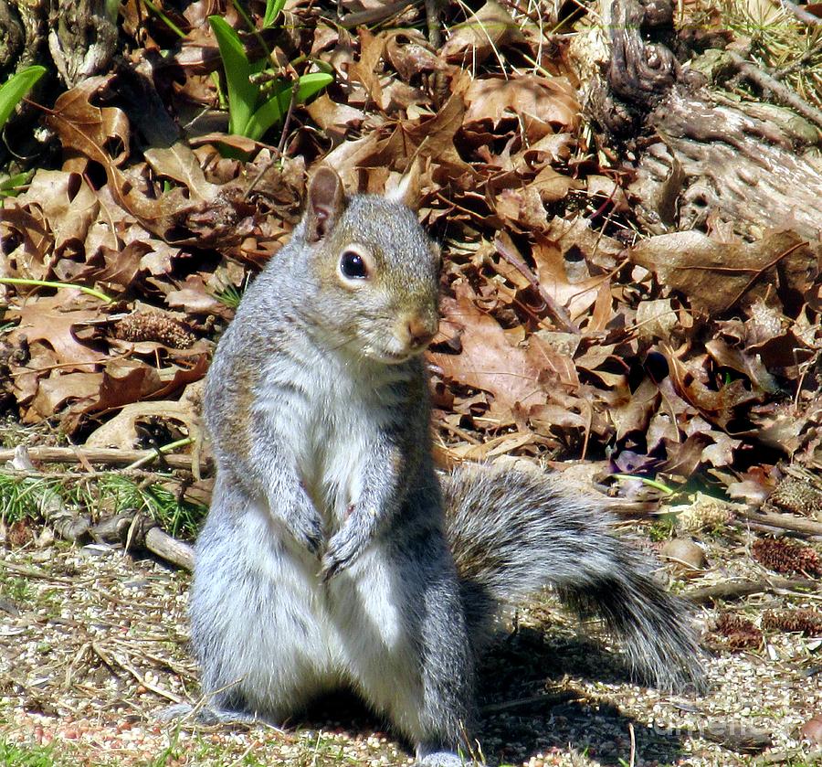 Grey Squirrel Photograph by CAC Graphics