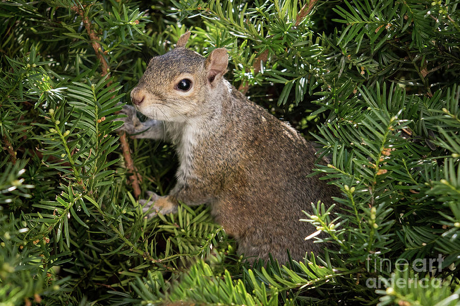 Grey Squirrel Photograph by Eleanor Abramson