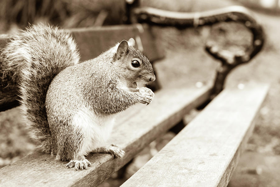 Fall Photograph - Grey Squirrel in Autumn Park E by Jacek Wojnarowski