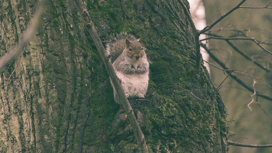 Fall Photograph - Grey Squirrel in Autumn Park P by Jacek Wojnarowski