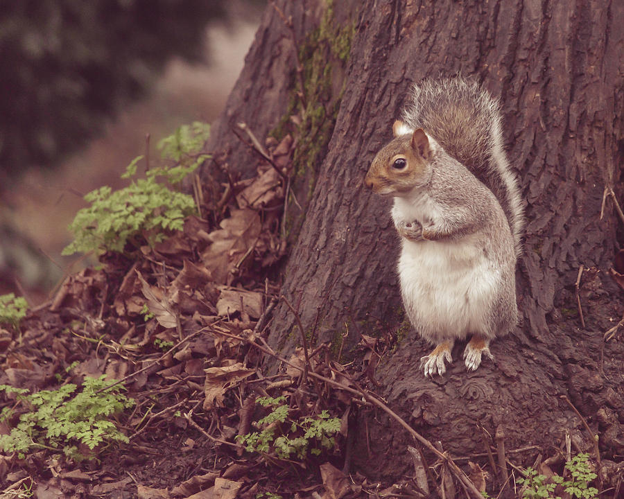 Fall Photograph - Grey Squirrel in Autumn Park Q by Jacek Wojnarowski