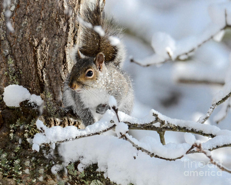 Grey Squirrel in Winter Photograph by Amy Porter