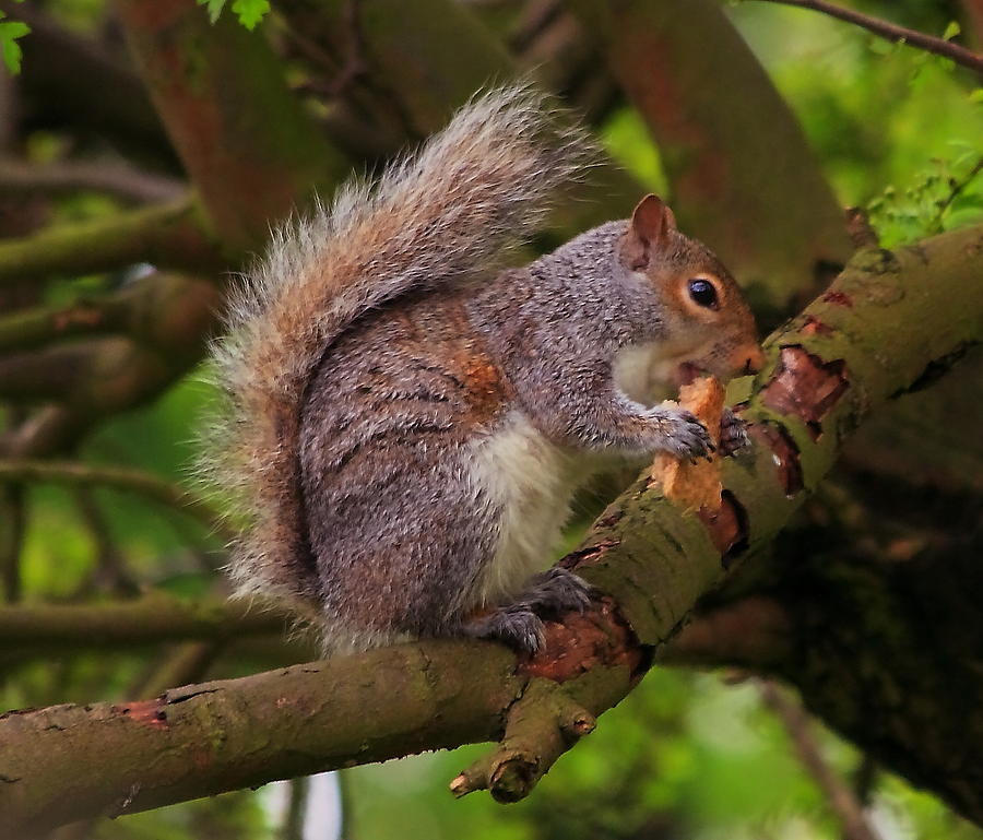 Grey squirrel Photograph by Jeff Townsend