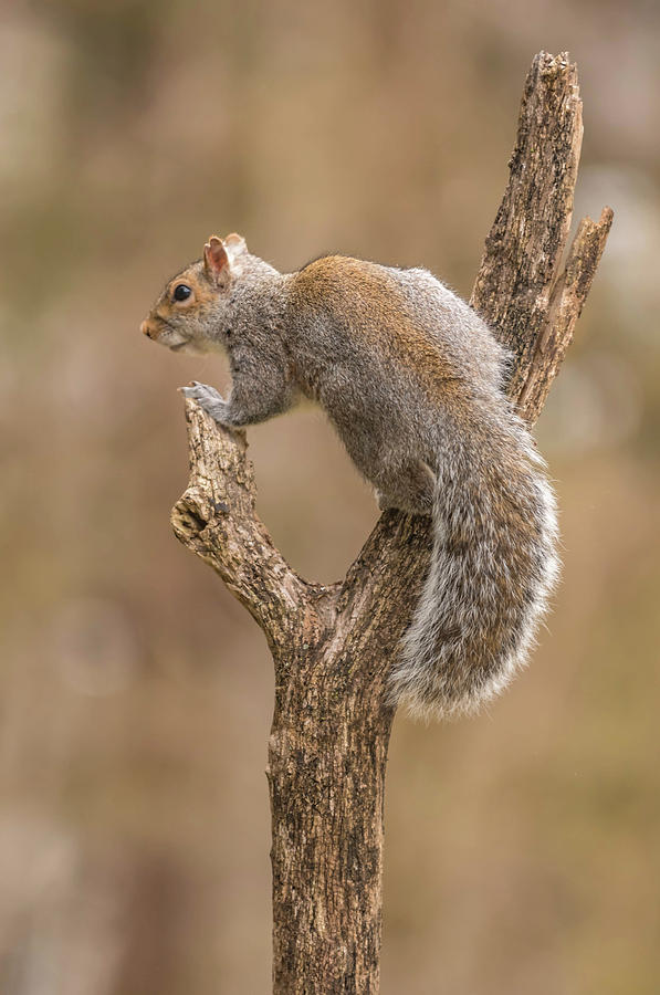 Grey Squirrel Lookout Photograph by Bruce Pritchett