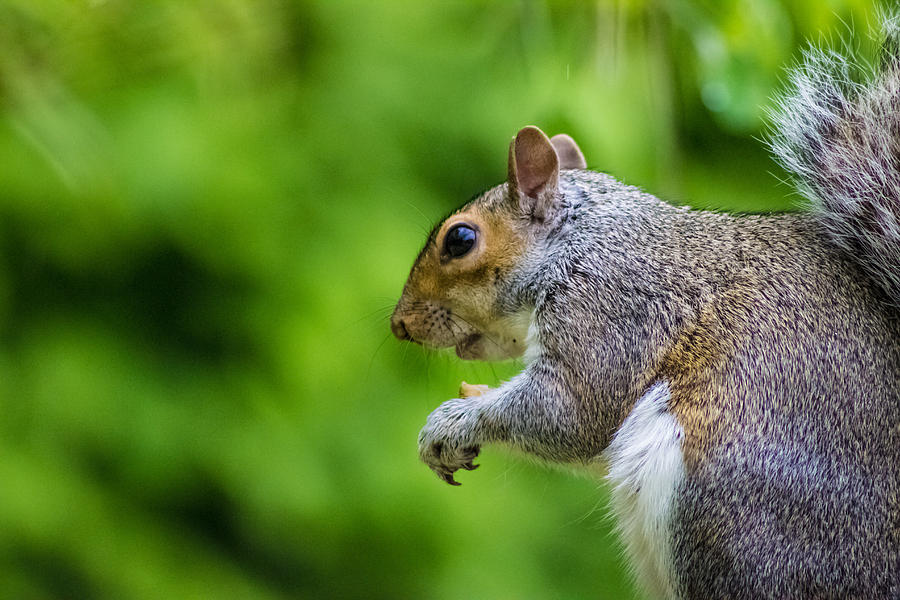 Animal Photograph - Grey Squirrel by Martin Newman
