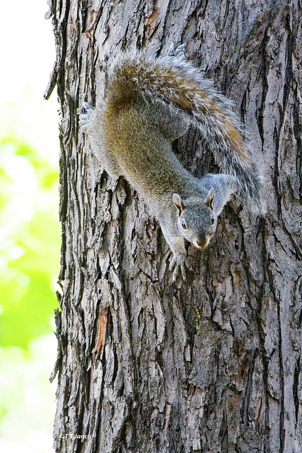 Grey Squirrel On The Maple Tree Digital Art by Tom Janca