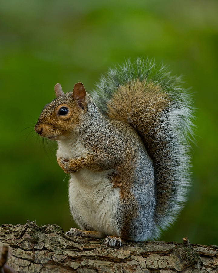 Grey Squirrel Photograph by Paul Scoullar