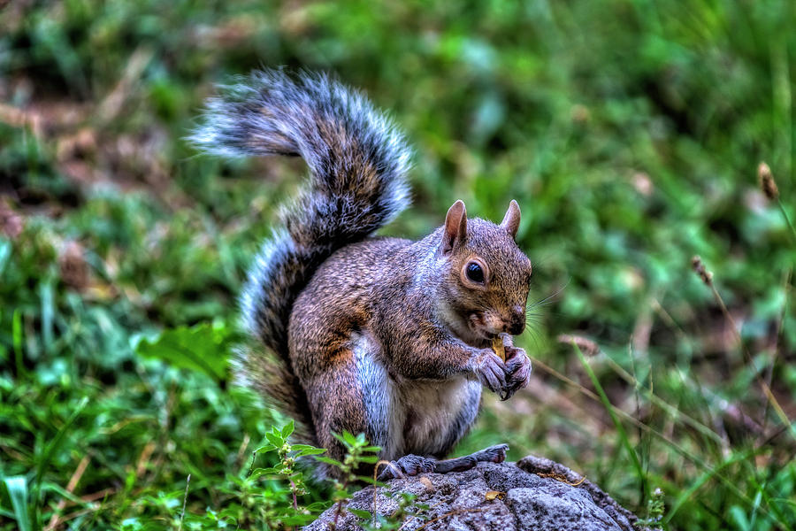 Grey squirrel Photograph by Roberto Pagani