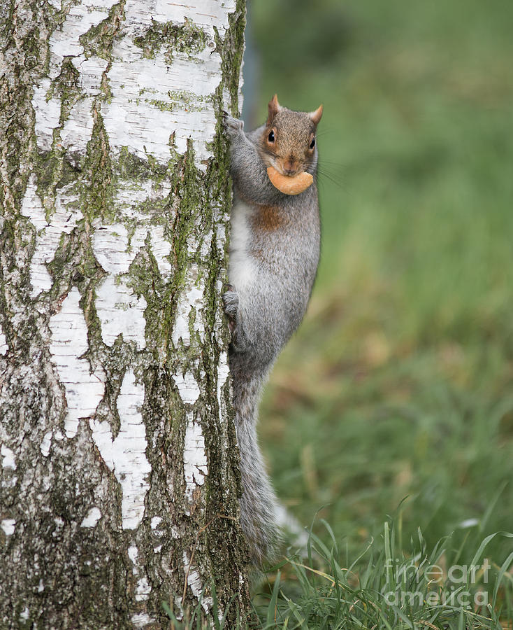 Squirrel Photograph - Grey Squirrel with bread by Keith Thorburn LRPS EFIAP CPAGB