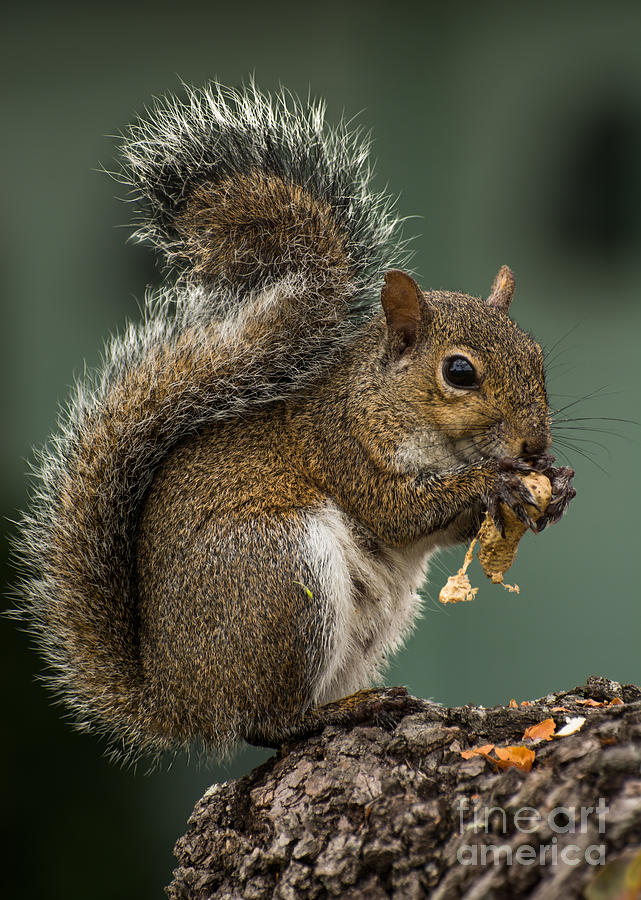 Squirrel Photograph - Grey squirrel by Zina Stromberg