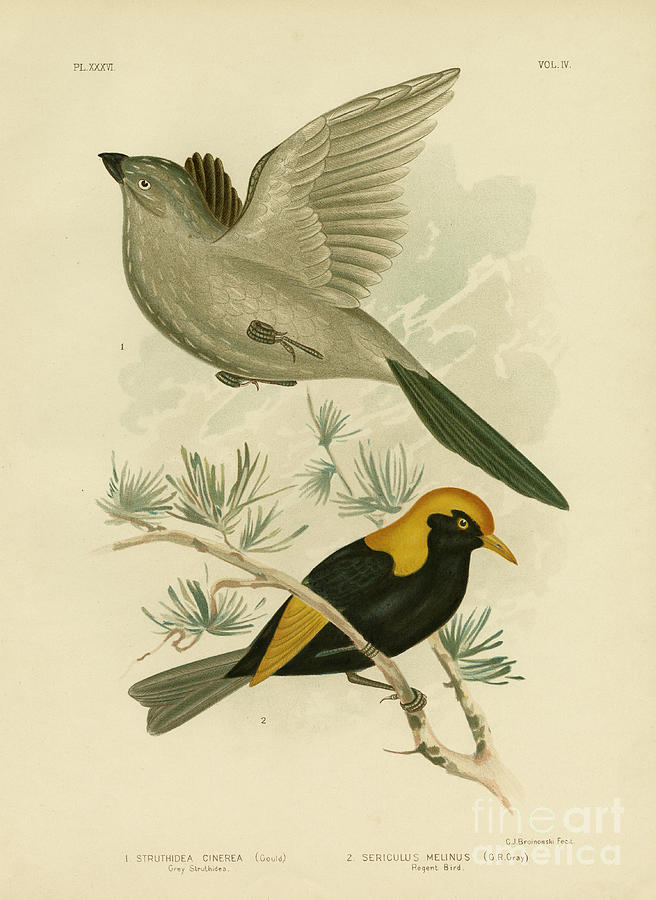 Grey Struthidea Or Apostlebird Painting by Gracius Broinowski - Fine ...