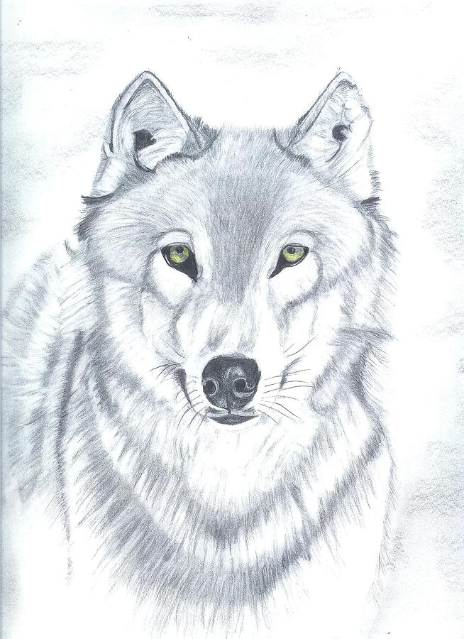 Wildlife Drawing - Grey Timber Wolf by Don  Gallacher