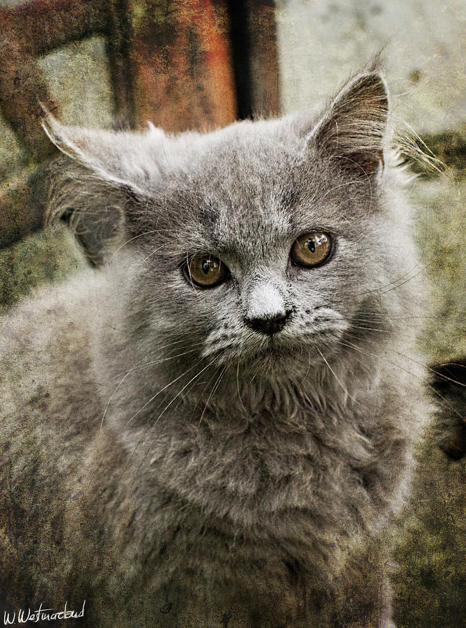 Grey Turkish Angora cat Photograph by Weston Westmoreland