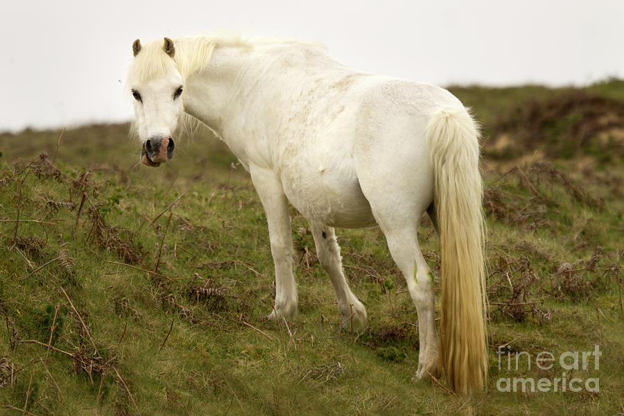 Horse Photograph - Grey Welsh Pony by Ang El