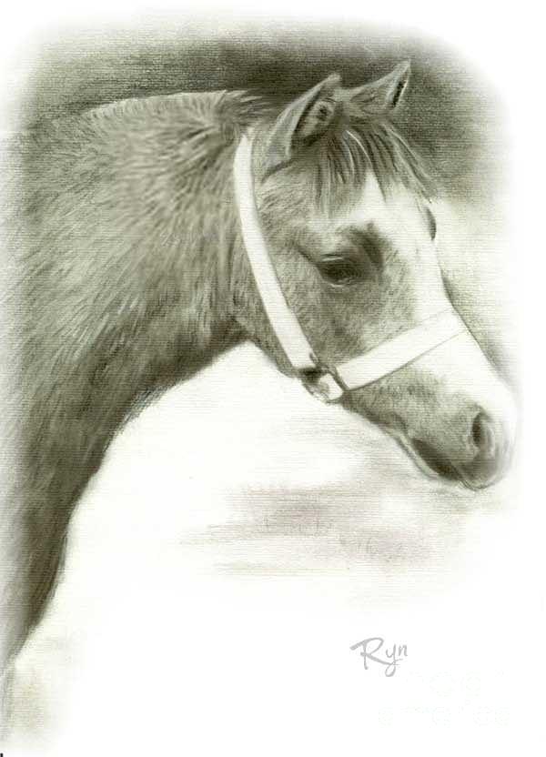 Grey Welsh Pony  Drawing by Ryn Shell