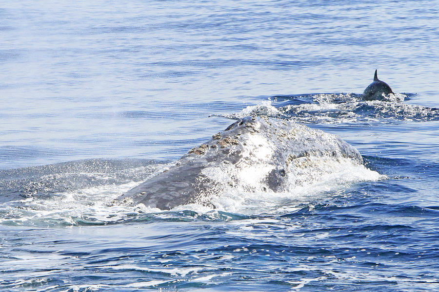 Grey Whale 2 Photograph by Shoal Hollingsworth