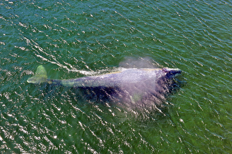 Grey Whale Photograph by Richard Gehlbach