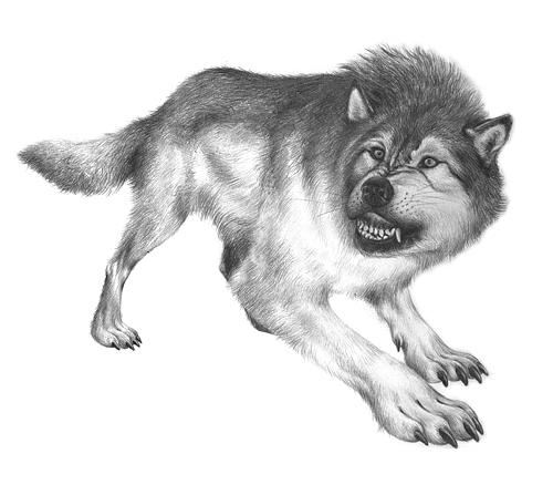 gray wolf drawing