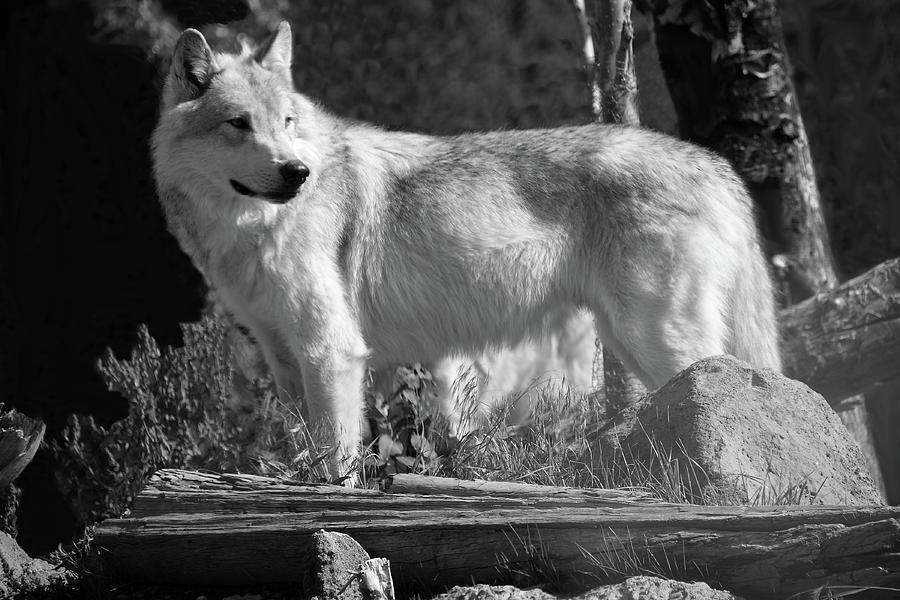 Yellowstone National Park Photograph - Grey Wolf by Aidan Moran