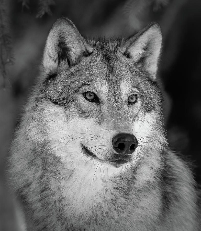 Grey Wolf BW Portrait Photograph by 
