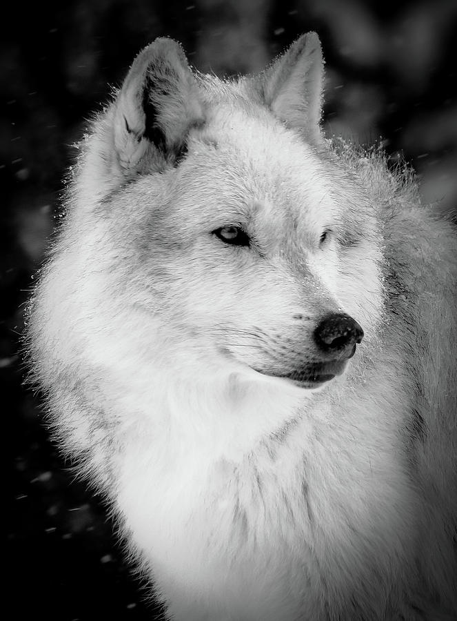 Grey Wolf BW Stare Photograph by Athena Mckinzie