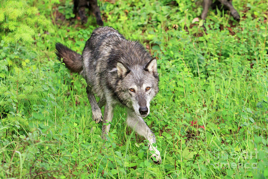 Grey wolf Canis lupus Photograph by Louise Heusinkveld | Fine Art America