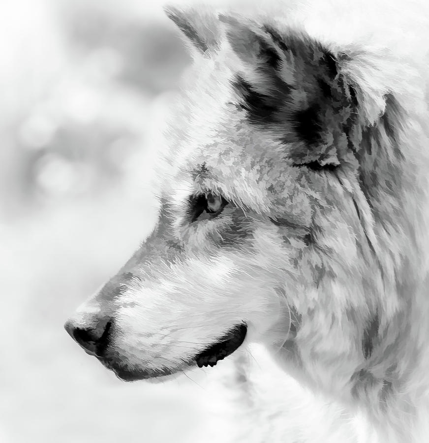 Grey Wolf Close Up Photograph by Athena Mckinzie