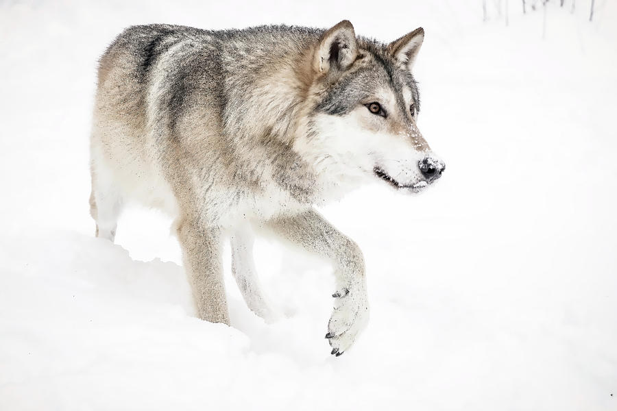 Grey Wolf Coming Home Photograph by Athena Mckinzie
