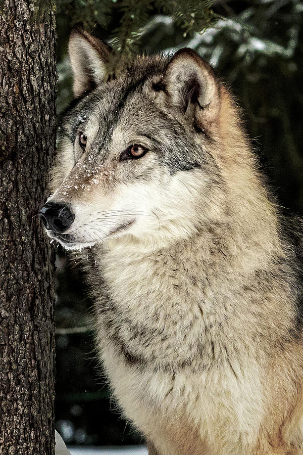 Grey Wolf Photograph by Wes and Dotty Weber