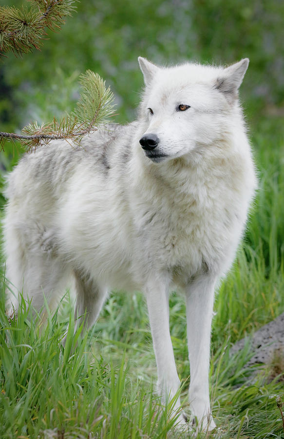 Grey Wolf III Photograph by Athena Mckinzie