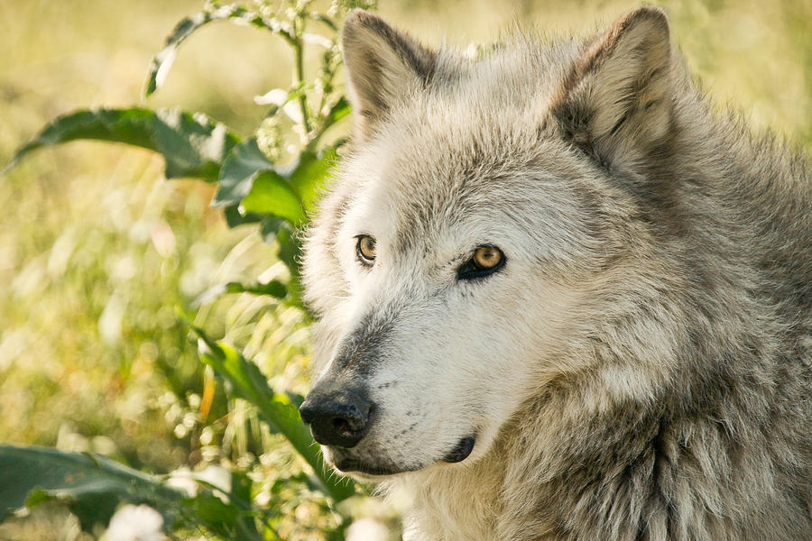 Grey Wolf In Springtime Photograph by Athena Mckinzie