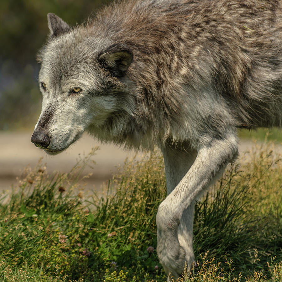 Grey Wolf In Summer Photograph by Yeates Photography