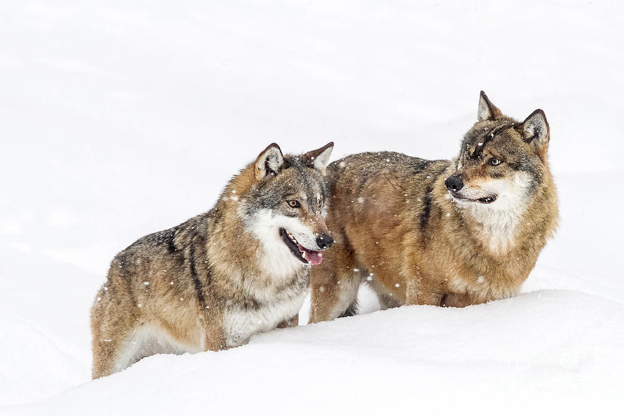 Two Grey Wolves, Snow Photograph By Marco Arduino - Fine Art America