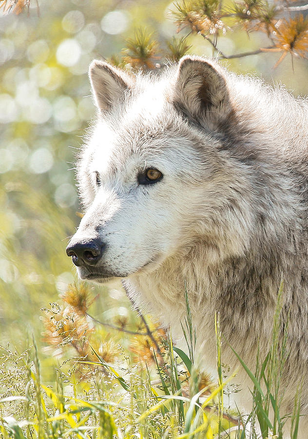 Wolves Photograph - Grey Wolf In The Summer Sun by Athena Mckinzie