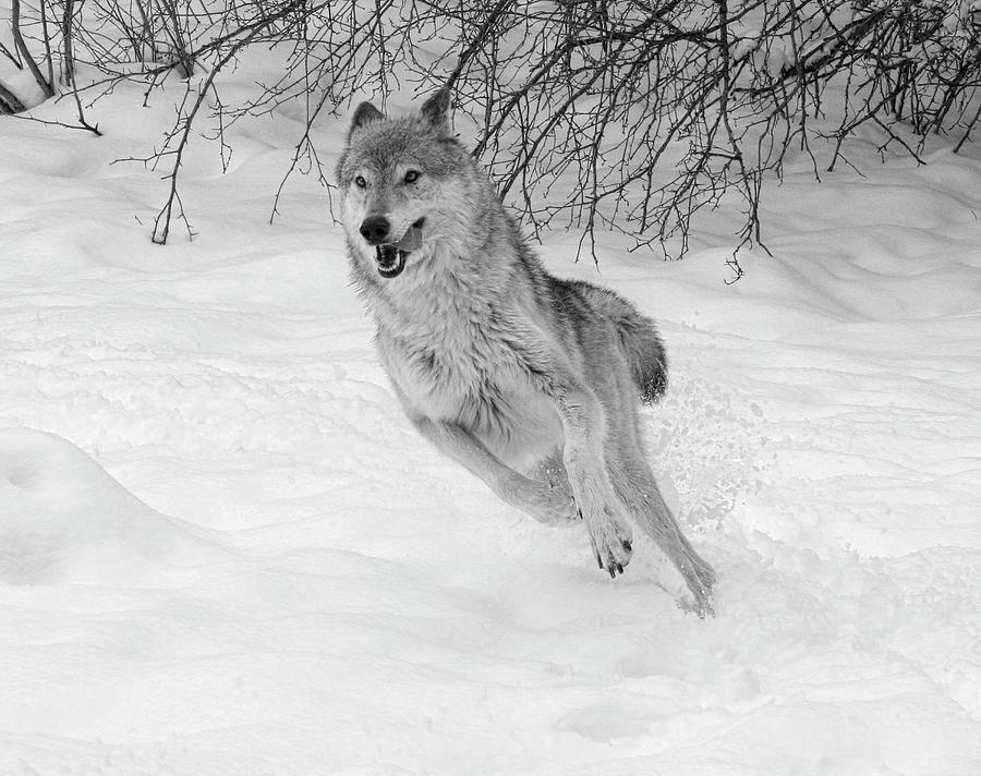 Grey Wolf in Winter Photograph by Steve McKinzie - Fine Art America