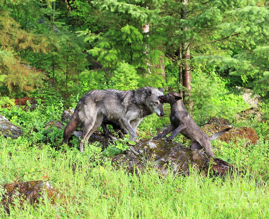 Grey wolf mother with pup Photograph by Louise Heusinkveld