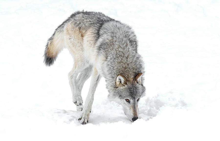 Grey Wolf On The Hunt Photograph by Athena Mckinzie