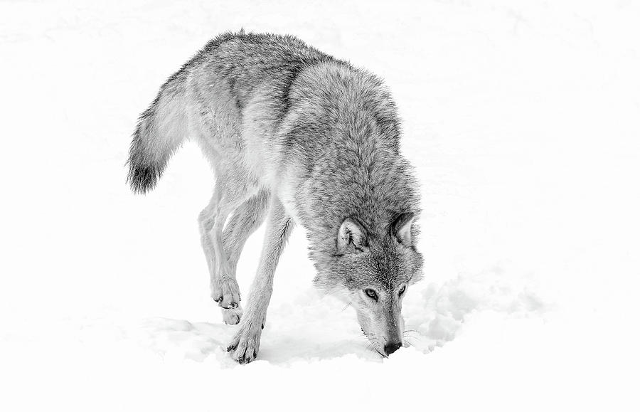 Grey Wolf On The Hunt BW Photograph by Athena Mckinzie