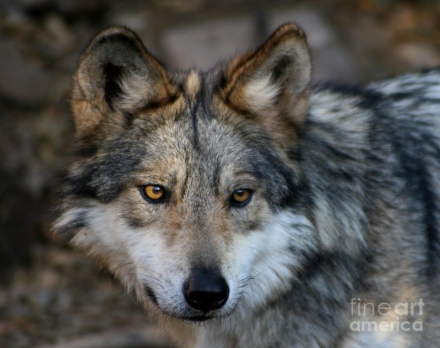 Grey Wolf Photograph by Paula Guttilla